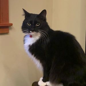 Meet your Posher, Josh